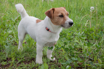 Cute jack russell terrier is standing on a green meadow.