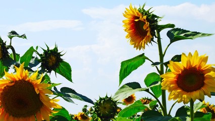 Beautiful sunflowers grow on the field.