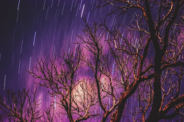 Stars traces on a long exposure photo of the sky at night and a soft blurred tree branches silhouette on foreground. Purple tones sky.