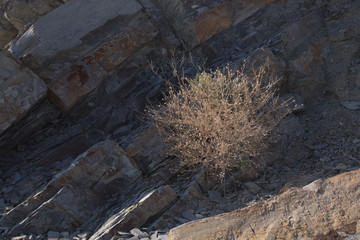 prickly bush on stones background