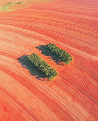 Farming: Aerial view of a land after planting manioc buds. Red land. Bunch of trees surrounded by a...