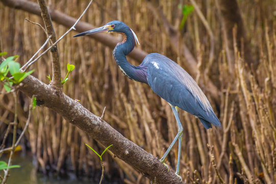 Tricolored Heron