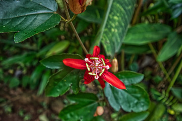 A macro shot of a passiflora (passion flower)