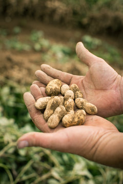 Farmer Hands Holding Peanuts