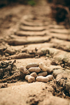Peanuts In Tractor Tread