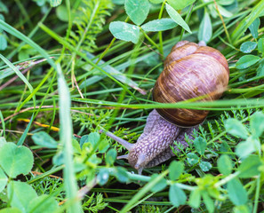Big snail with green grass, close-up, cochlea and animal, natural