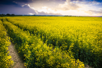 Obraz premium The sun is setting over a field of oilseed rape. Masuria, Poland.