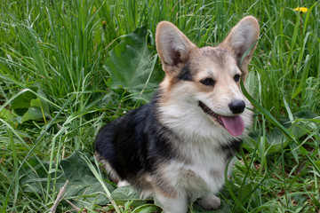 Cute pembroke welsh corgi puppy is sitting on a green meadow.