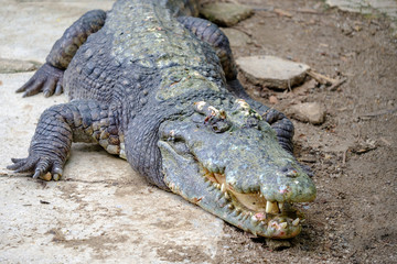A huge crocodile on ground with an open jaws and with teeths.