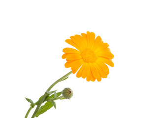 orange calendula flower isolated on the white