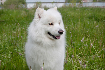 Cute samoyed dog is standing in a green grass.