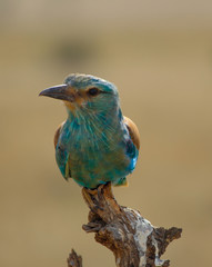 Amboseli Park - African Bird
