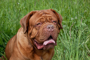 Adult bordeaux mastiff is sitting in a green grass.
