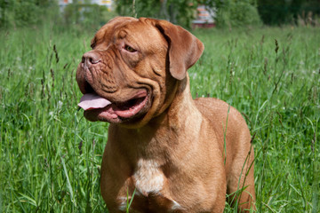 Cute bordeaux mastiff puppy is standing on a green meadow.