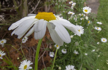 Garden Daisy