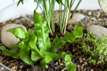 Panoramic top view of the sky with clouds, green forest and field.