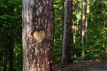 Heart Carved into Tree Trunk in Forest 