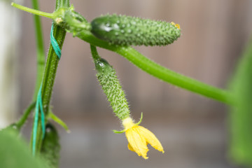 The growth and blooming cucumbers. the Bush cucumbers on the trellis. Cucumbers vertical planting. Growing organic food. Cucumbers harvest.Flowering cucumber plants with yellow flowers,