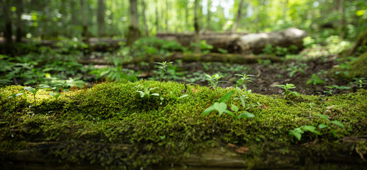 Fototapeta na wymiar Panorama of Log with Moss and Sprouting Trees in Forest