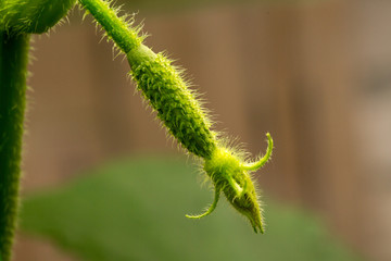 The growth and blooming cucumbers. the Bush cucumbers on the trellis. Cucumbers vertical planting. Growing organic food. Cucumbers harvest.Flowering cucumber plants with yellow flowers,
