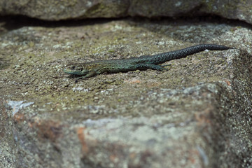 Viviparous Lizard (Zootoca vivipara)/Common Lizard basking on lichen covered stone wall