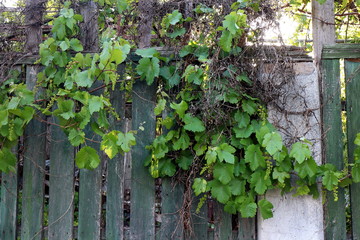 Old wooden green fence with young shoots of grapes