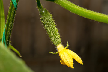 The growth and blooming cucumbers. the Bush cucumbers on the trellis. Cucumbers vertical planting. Growing organic food. Cucumbers harvest.Flowering cucumber plants with yellow flowers,