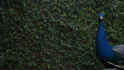 Male Peacock