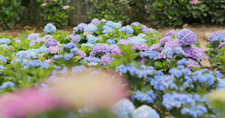 Beautiful Hydrangea field