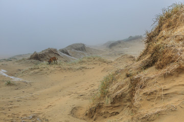 Dune landscape in the winter at Dutch coast with by autumn storms deep carved out  wind holes and a dog against a background with dense fog