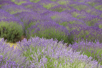 Naklejka premium flourishing fields of lavender