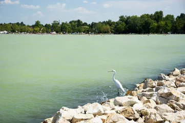 Foto op Plexiglas Summer time at Lake Balaton, Hungary © gaborphotos