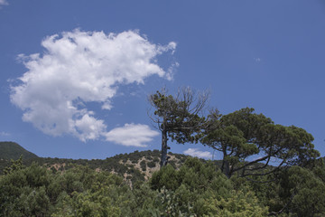 Old limber pine in the Rocky Mountain