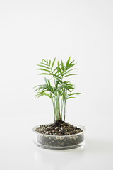 Panoramic top view of the sky with clouds, green forest and field.