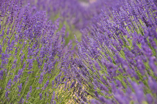 Fototapeta flourishing fields of lavender