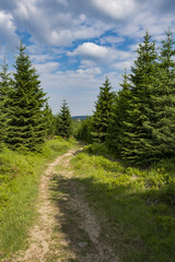 The path through the spruce forest. Sunny day in the forest.
