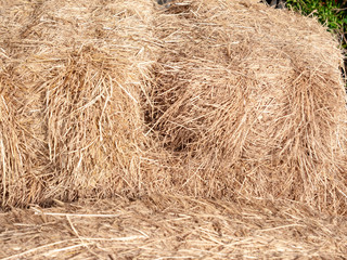 rice straw bales