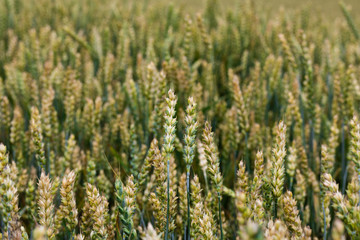 Fototapeta premium Wheat field closeup