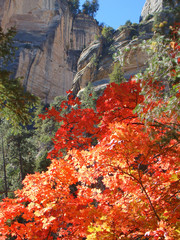 Fall Colored Leaves in West Fork of Oak Creek Canyon