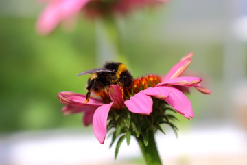 Bumblebee sitting on a flower.