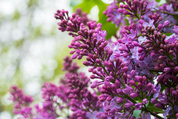 Lilacs in early stage of bloom