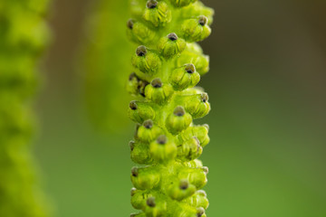 Green nuts in bloom