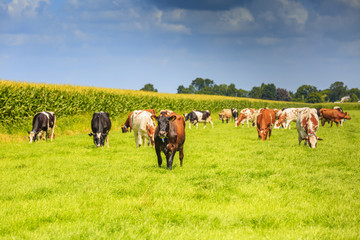 Dutch polder and meadow landscape in the summer with juicy green grass and grazing black and brown white cows against a horizon with hedgerows and farms and a  Dutch cloudy sky