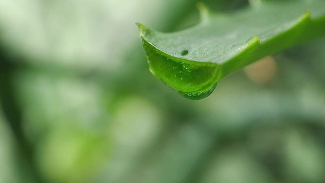 aloe leaf with dripping clear juice