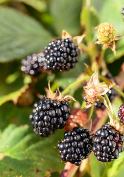  Ripe and unripe blackberries on bush.