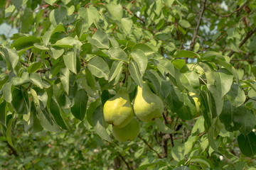 two green pears on a tree