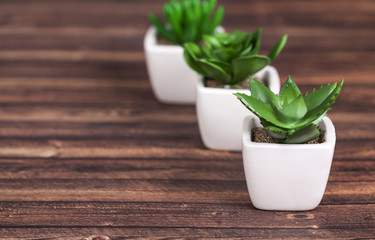 Green plants on wooden background