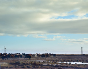 Horses on a medow