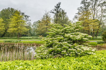 Landscape with Viburnum plicatum tomentosum  a shrub with broad branches and white screen-shaped flowers