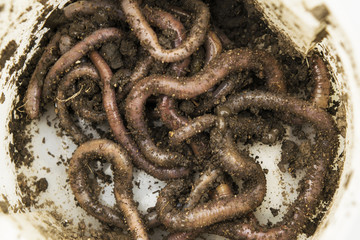 dig earthworms in the garden.